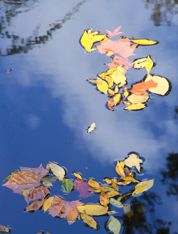 autumn leaves on Morgan Creek