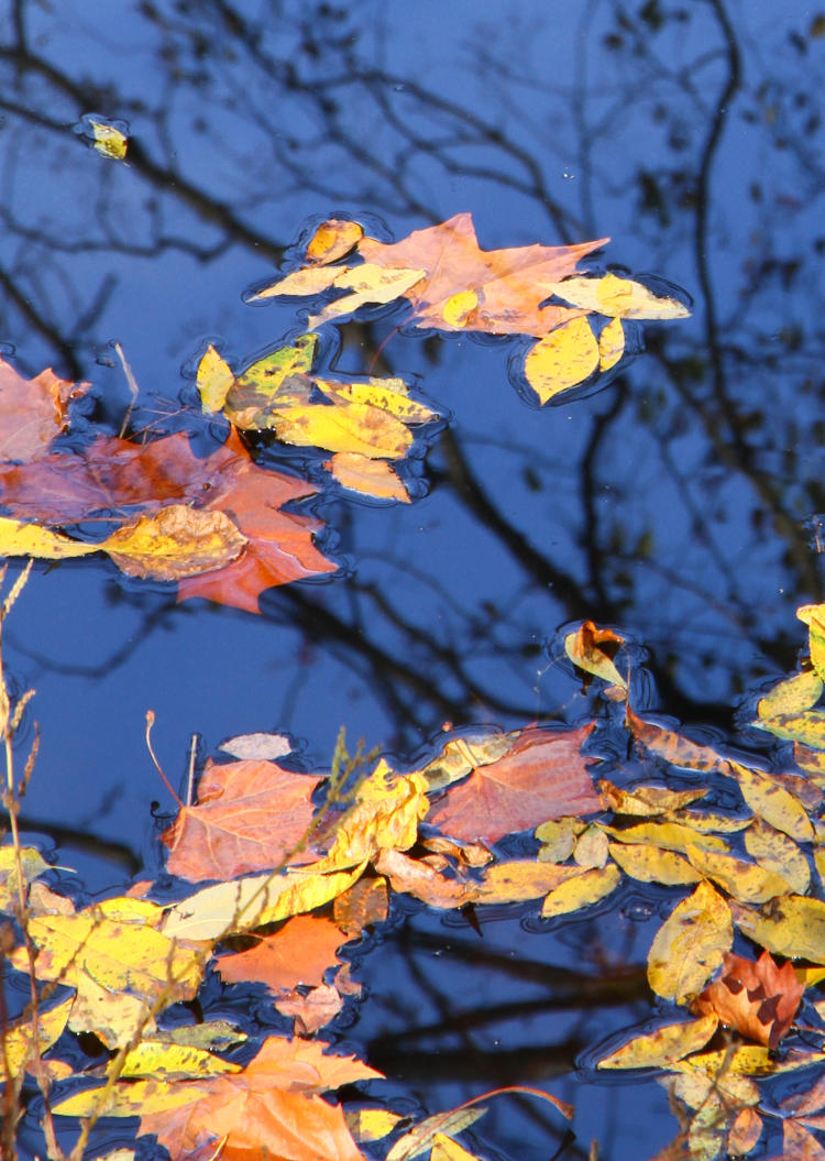 autumn leaves on Morgan Creek