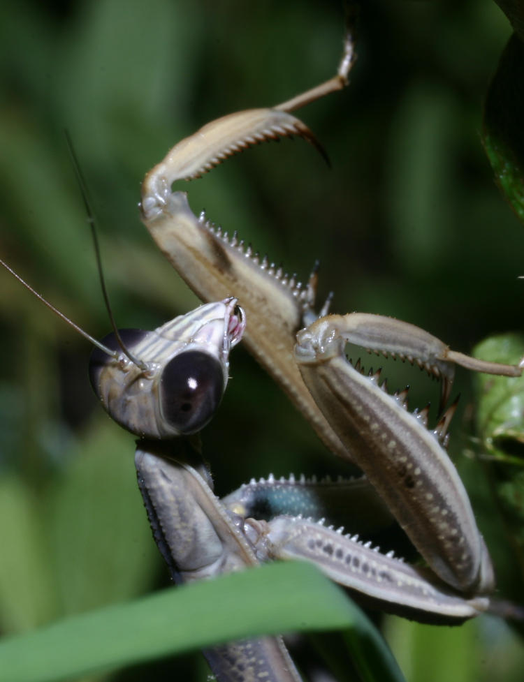 adult Chinese mantis Tenodera sinensis