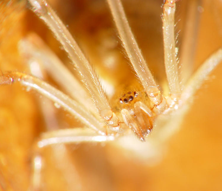 extreme closeup of house spider Steatoda or Parasteatoda