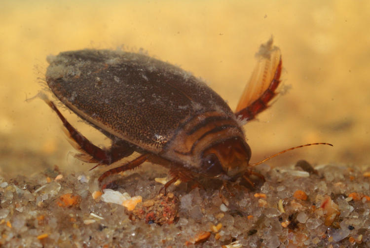 diving beetle, likely Acilius abbreviatus, on bottom of tank