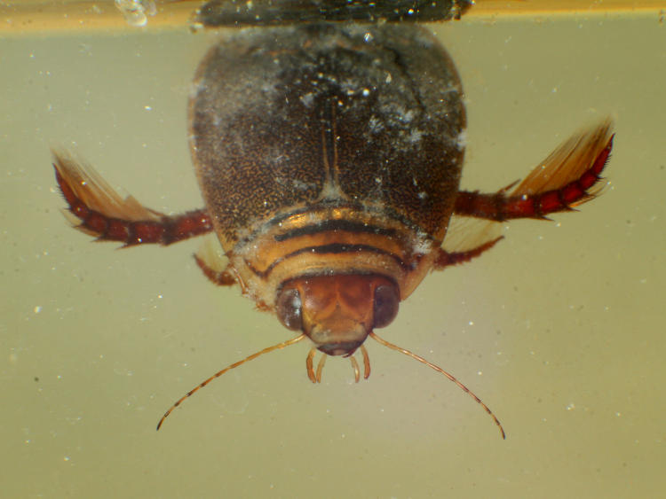 predatory diving beetle Acilius abbreviatus just under surface