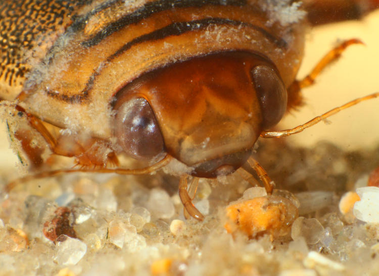 facial shot of predatory diving beetle Acilius abbreviatus