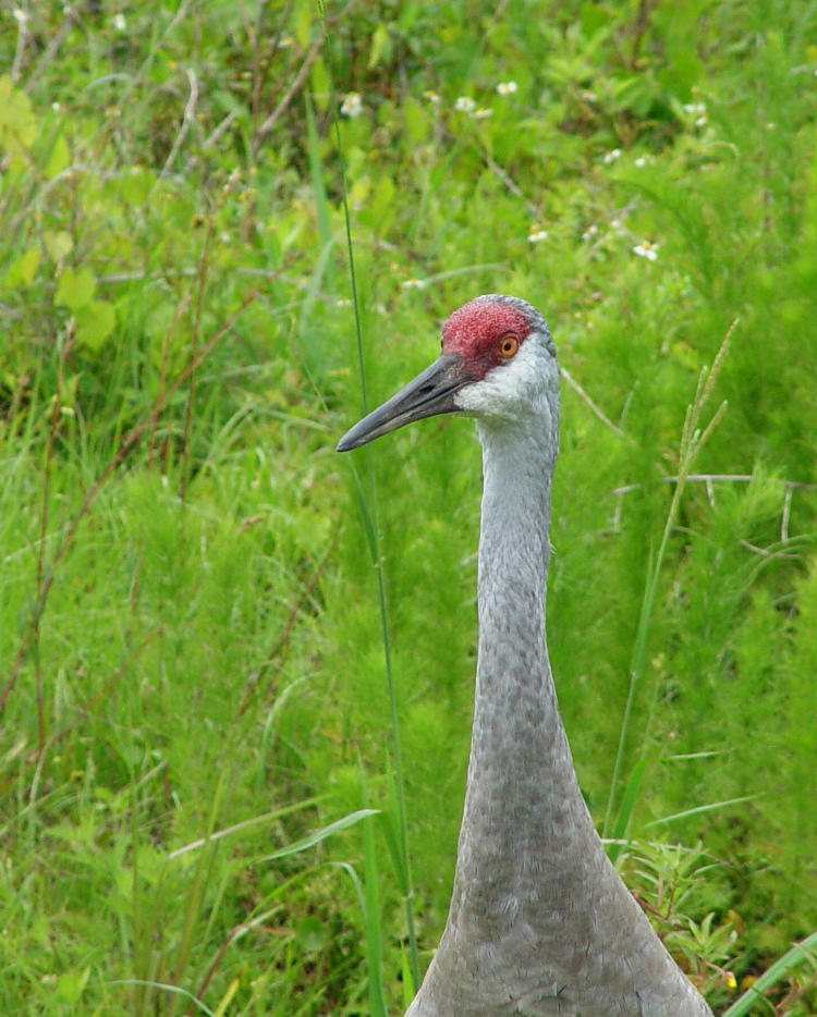 slightly better portrait of sandhill crane Antigone canadensis