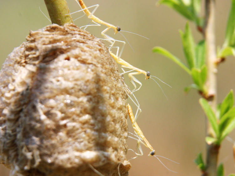 newly hatched Chinese mantids Tenodera sinensis on ootheca egg sac