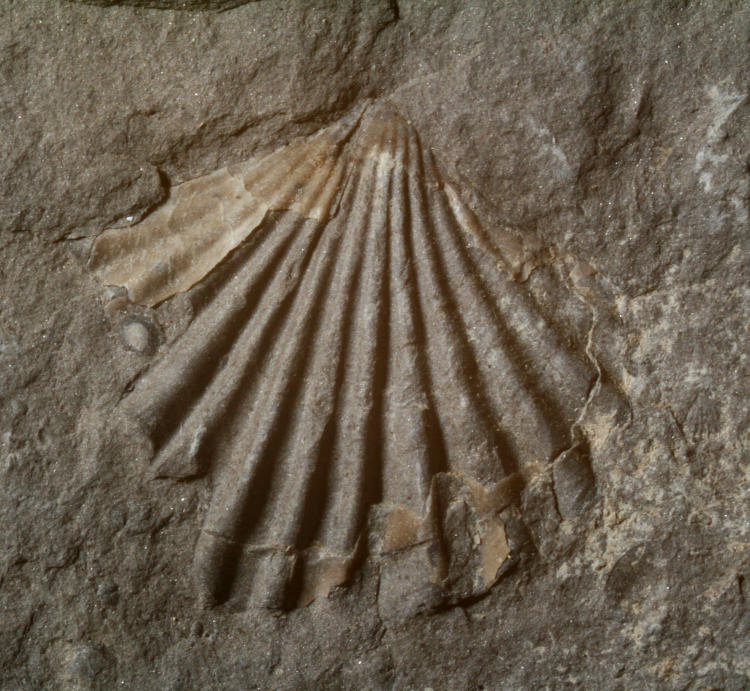 scallop-like fossil showing actual shell