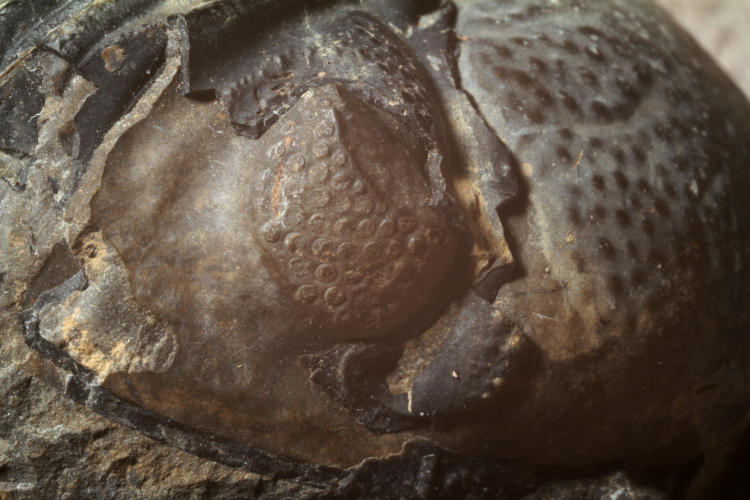 tight closeup of eye of trilobite fossil, with very distinct layers and color changes