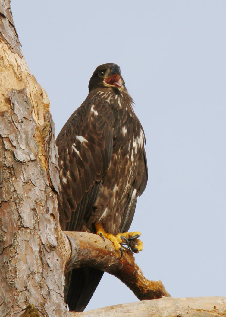 juvenile bald eagle Haliaeetus leucocephalus singing or laughing or catcalling or something in a dead tree