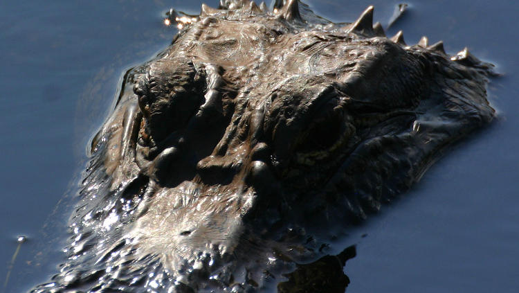 high-contrast head shot of American alligator Alligator mississippiensis in water of Savannah National wildlife Refuge