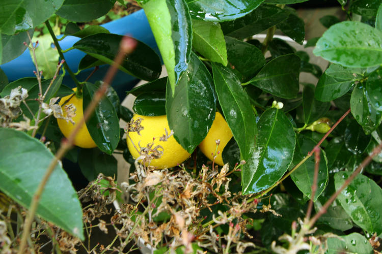 ripe lemons nestled among the leaves within the greenhouse