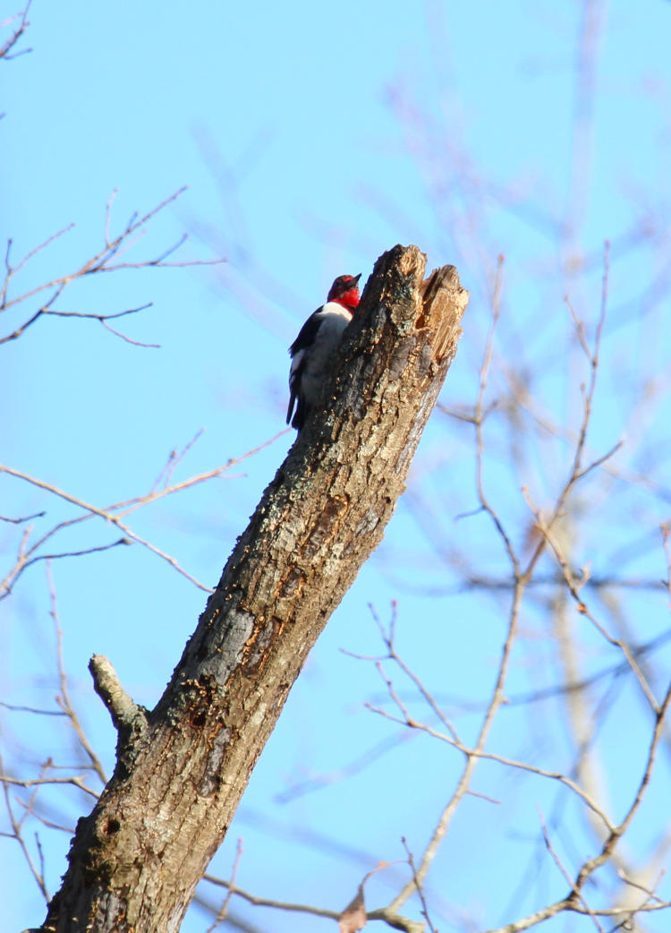 red-headed woodpecker Melanerpes erythrocephalus failing to provide a sharp profile