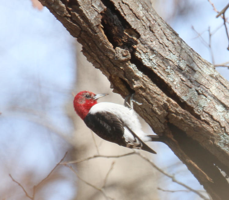 red-headed woodpecker Melanerpes erythrocephalus yearling showing vestiges of grey immature feathers