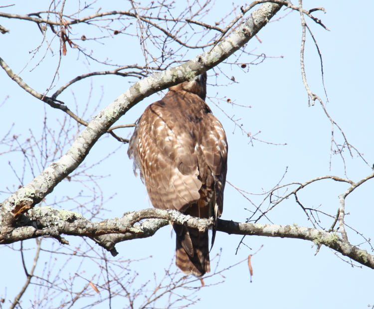 immature red-tailed hawk Buteo jamaicensis looking over its shoulder suspiciously