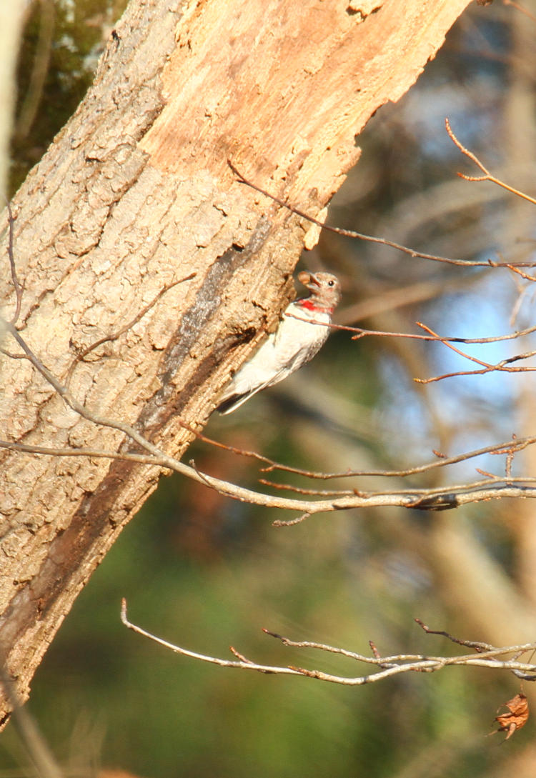 juvenile red-headed woodpecker Melanerpes erythrocephalus holding acorn and showing varied head plumage