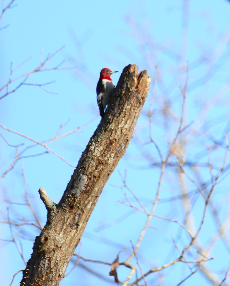 red-headed woodpecker Melanerpes erythrocephalus transitioning to adult plumage