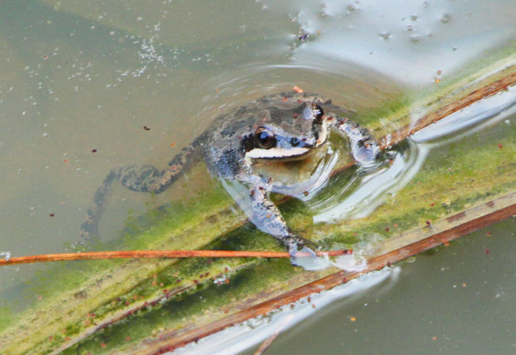 upland chorus frog Pseudacris feriarum in roadside ditch