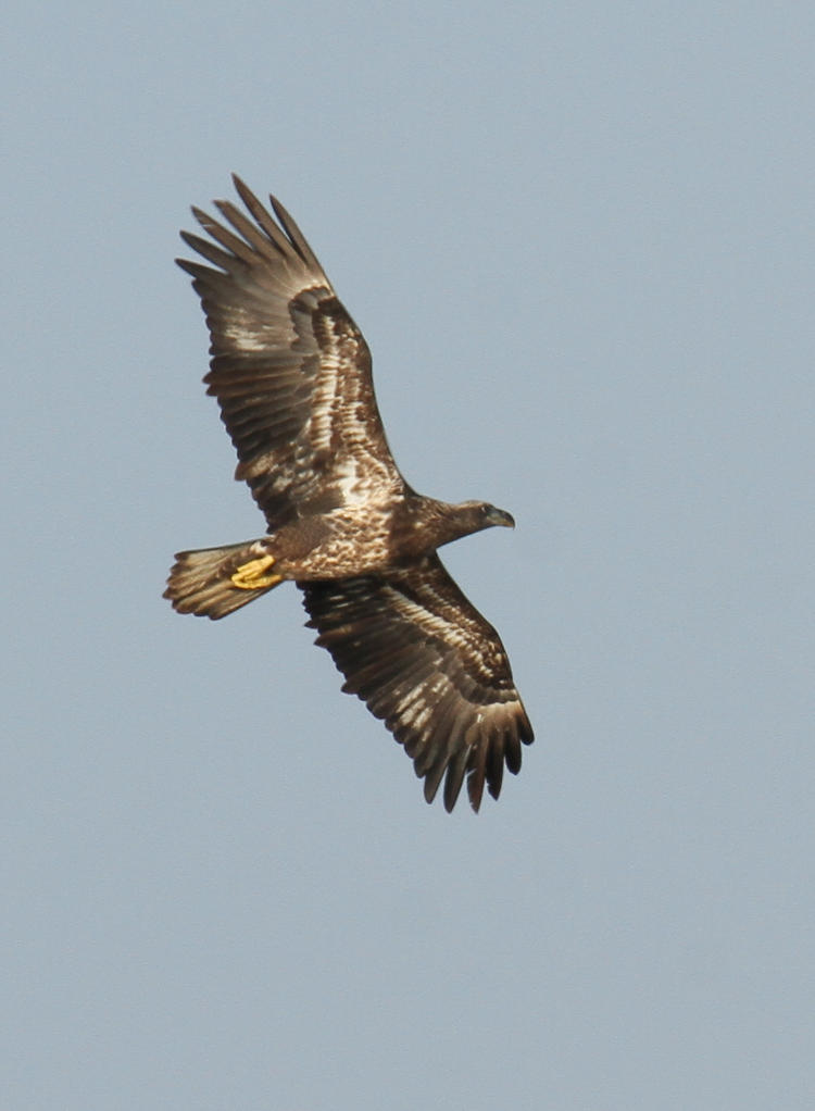 second year bald eagle Haliaeetus leucocephalus banking over lake