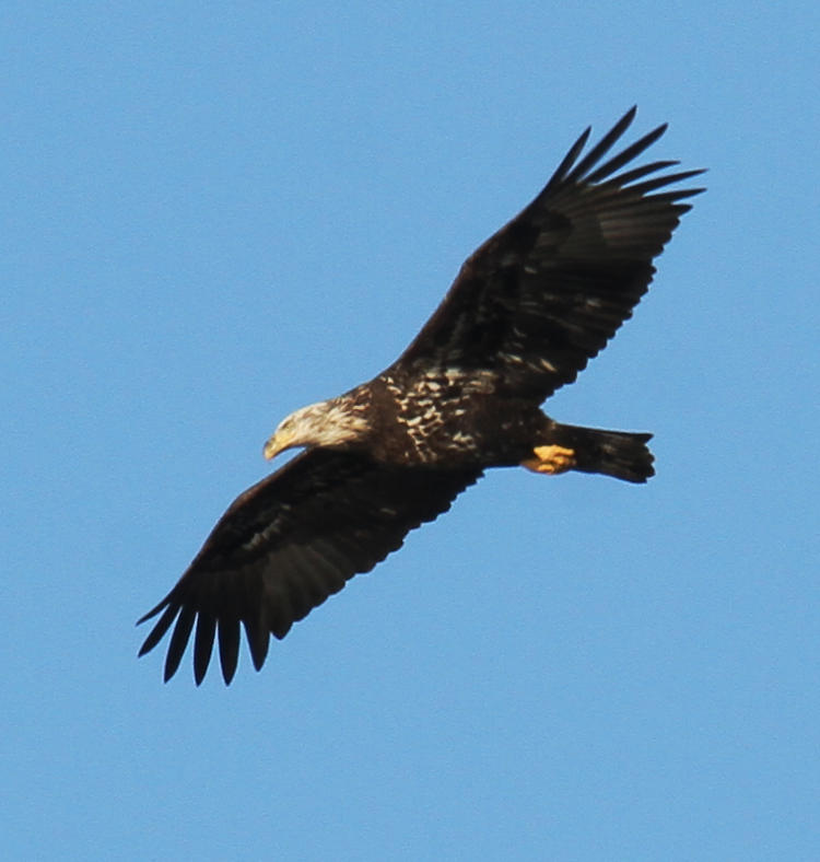 third year bald eagle Haliaeetus leucocephalus banking over lake
