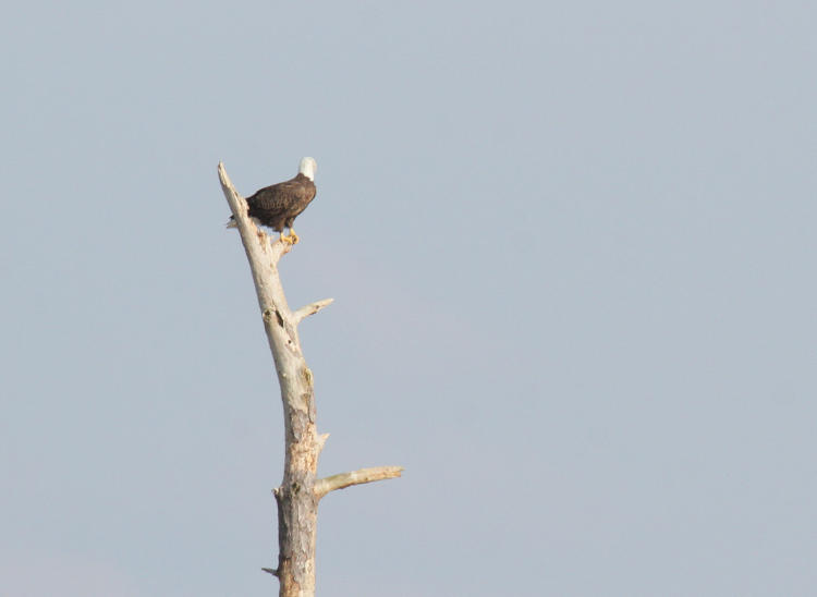 adult bald eagle Haliaeetus leucocephalus in dead tree
