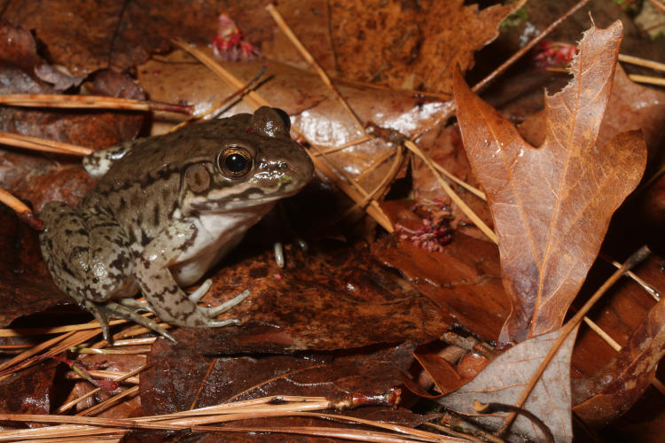 green frog Lithobates clamitans near edge of pond at night