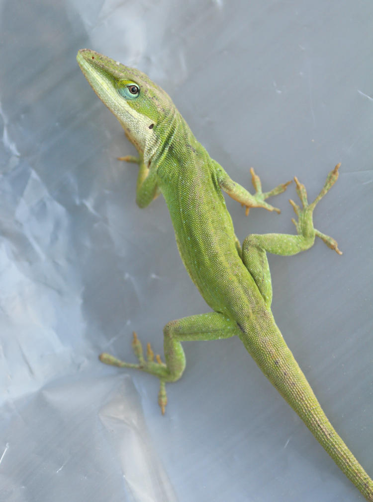 Carolina anole Anolis carolinensis eyeing photographer irritably