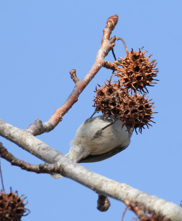 looking up the ass of a black-capped chickadee Poecile atricapillus as it eats seeds from an American sweetgum Liquidamber styraciflua