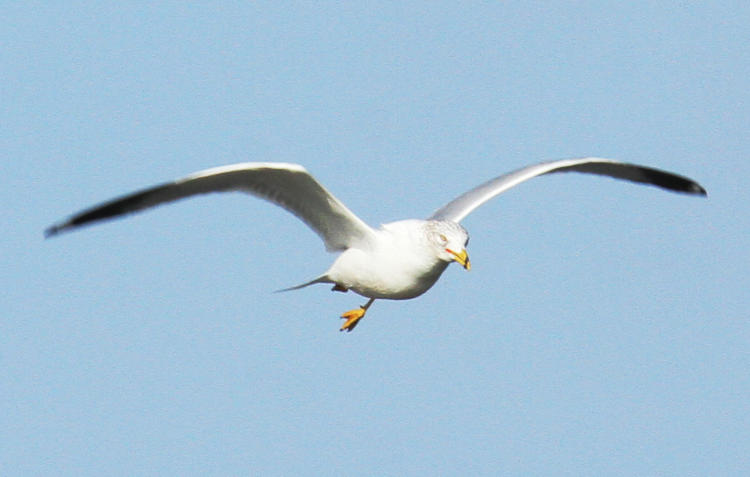 herring gull Larus argentatus in flight with drooping leg