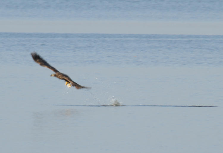 blurry image of second year bald eagle Haliaeetus leucocephalus rising from water with captured fish
