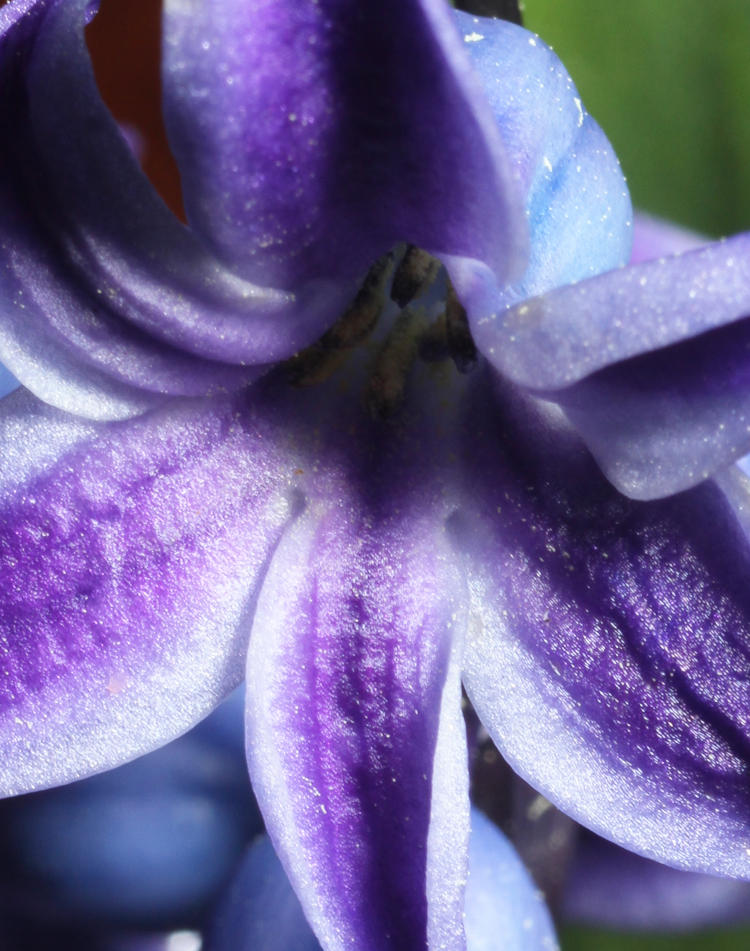 close up of hyacinth blossom