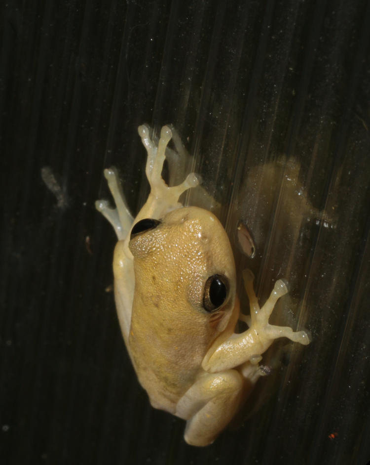 juvenile green treefrog Dryophytes cinereus clinging to plastic panels of greenhouse