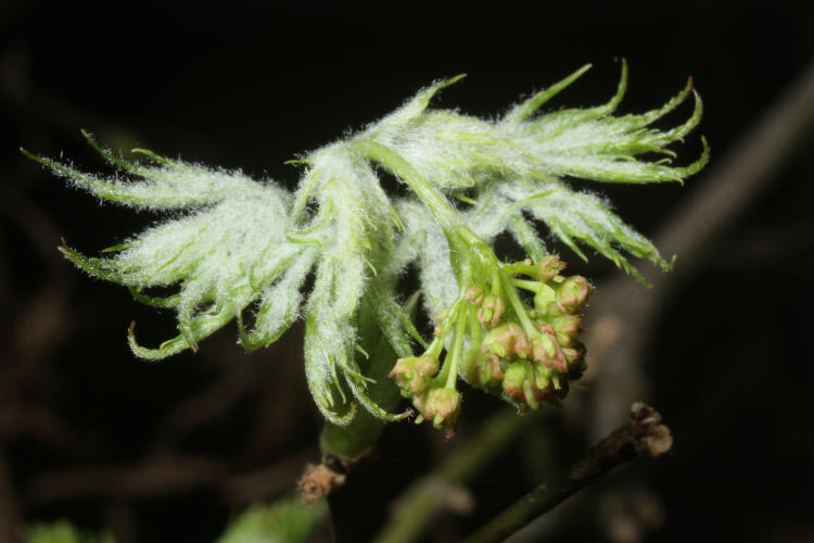 Japanese maple tree budding out in greenhouse