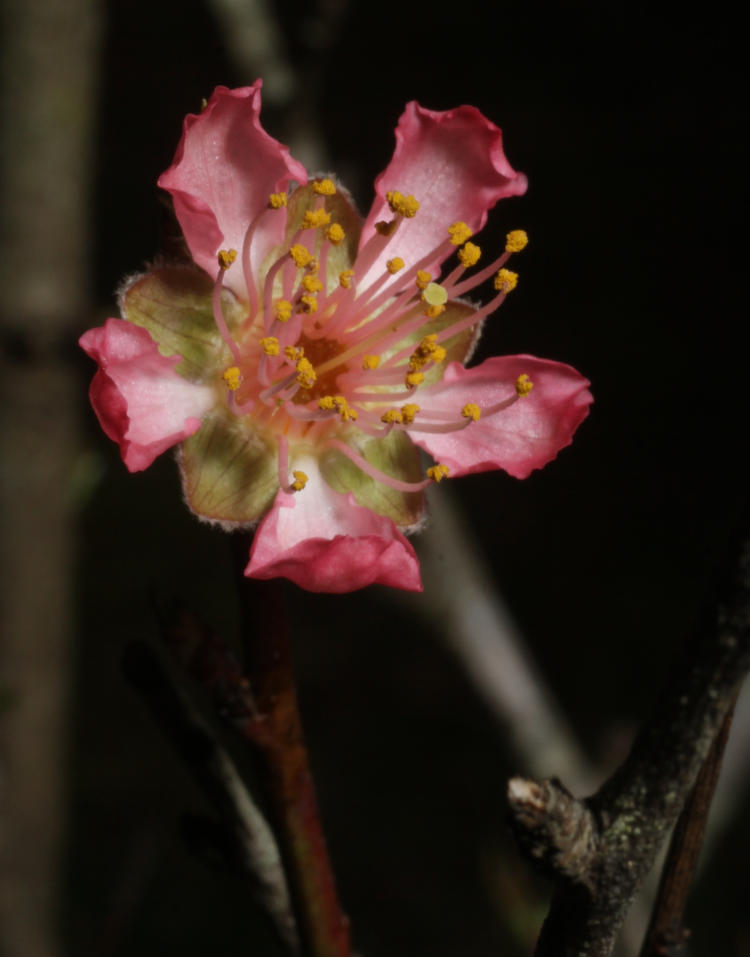 blossom on almond tree