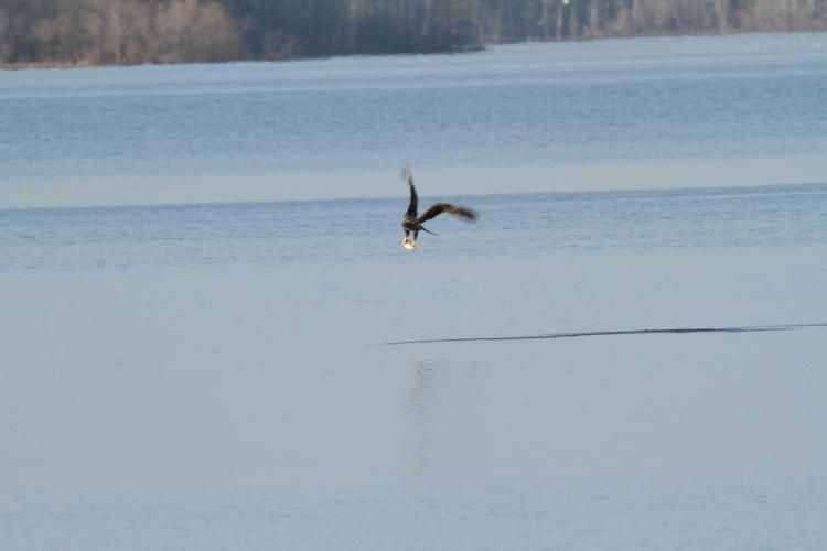 second year bald eagle Haliaeetus leucocephalus with capture, full frame