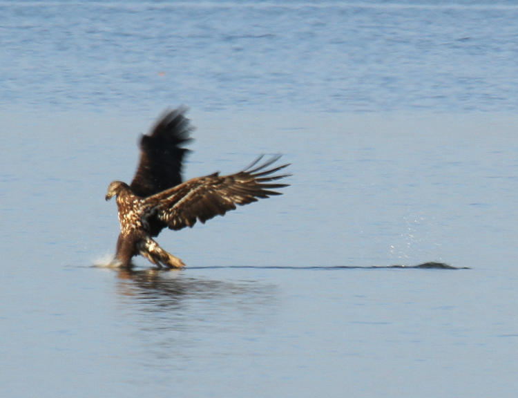 second year bald eagle Haliaeetus leucocephalus making contact with fish under surface