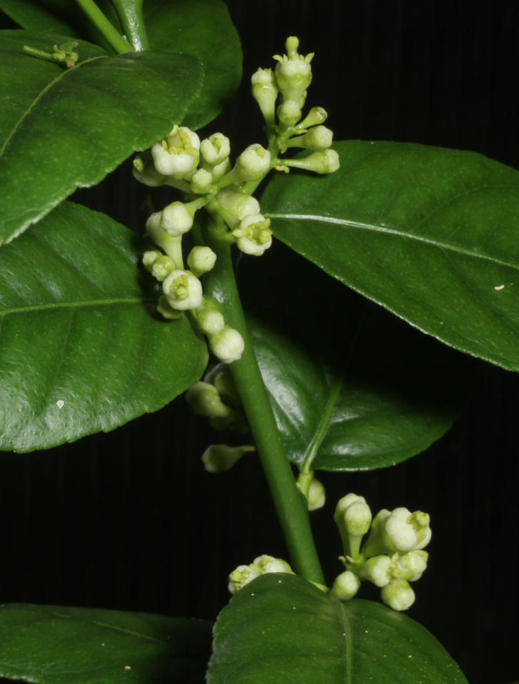 first buds on lime tree in greenhouse