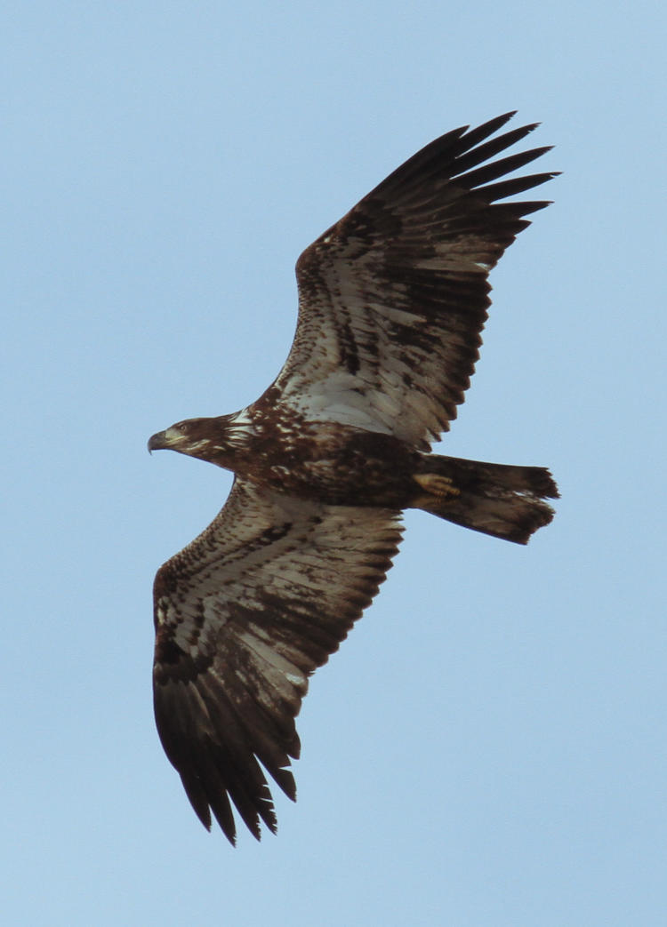 2nd year bald eagle Haliaeetus leucocephalus in bank overhead