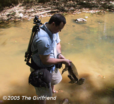 the author endeavoring not to get bitten by a common snapping turtle Chelydra serpentina, photo by The Girlfriend