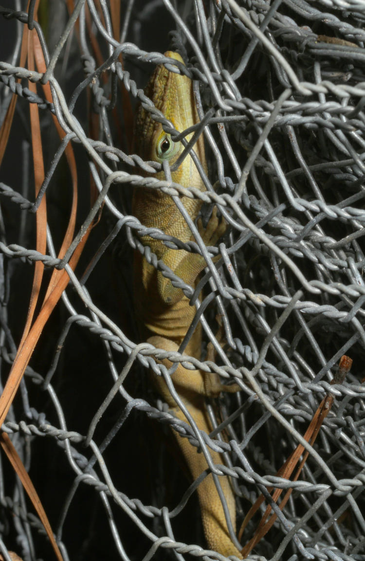 Carolina anole Anolis carolinensis snoozing in roll of chicken wire