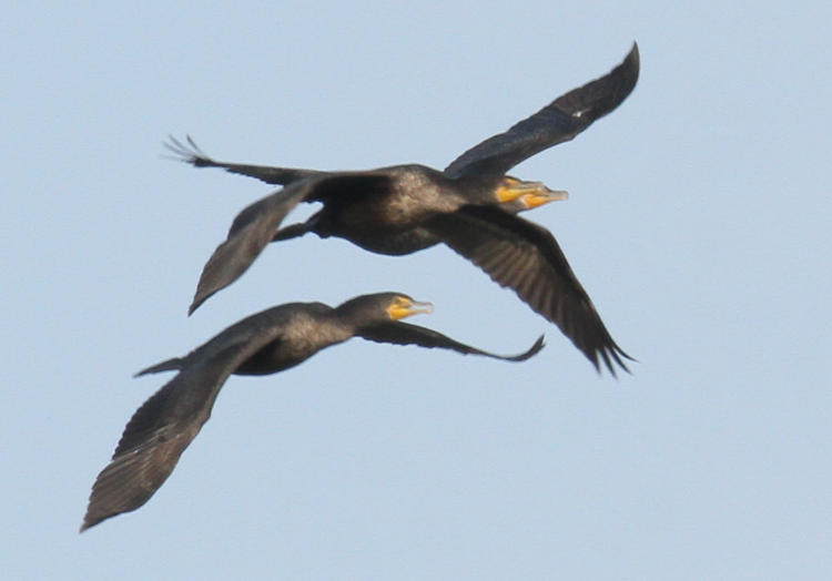 double-crested cormorants Nannopterum auritum overlapping one another in the frame