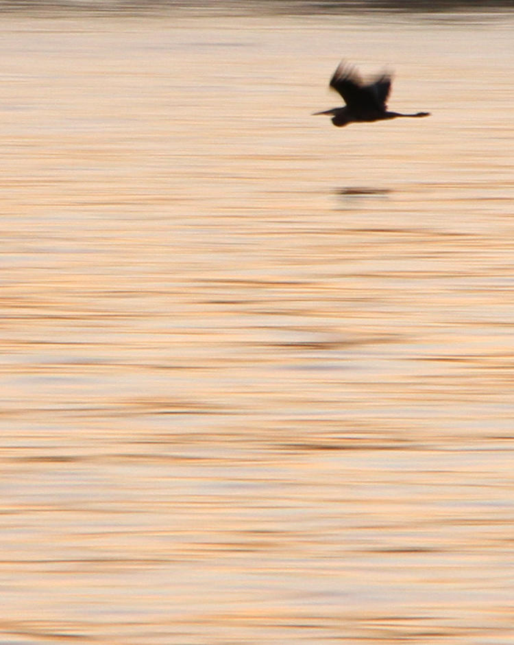 blurred heron over twilight reflections on lake