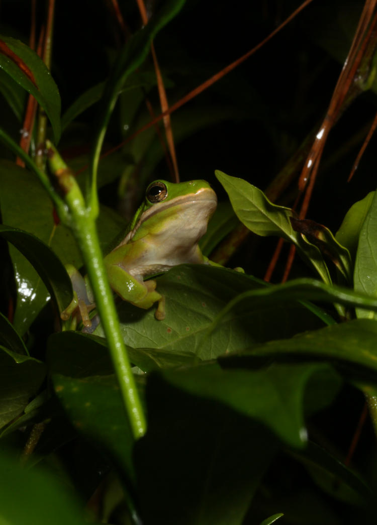 impudent green treefrog Dryophytes cinereus among azalea leaves