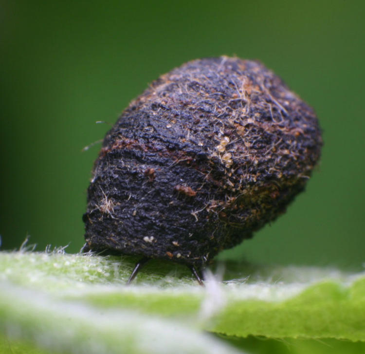 possible Chrysomelidae larva encased in feces