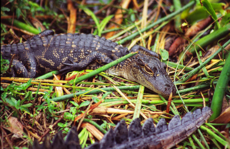 baby American alligator Alligator mississippiensis alongside mother's tail, Shark Valley Florida