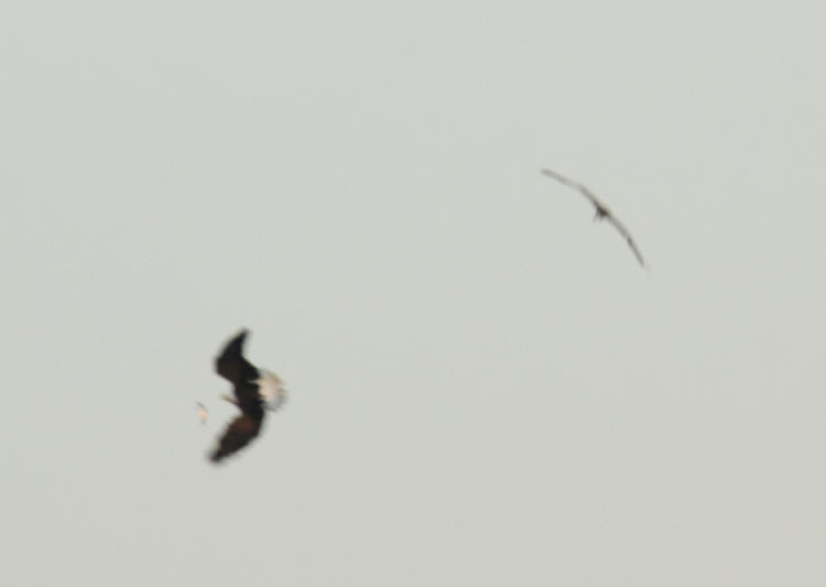 bald eagle Haliaeetus leucocephalus veering off from osprey Pandion haliaetus to pursue dropped fish