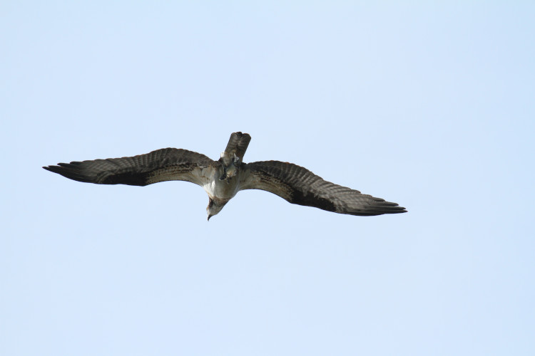 osprey Pandion haliaetus passing overhead