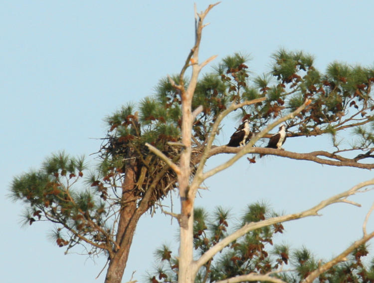 pair of osprey Pandion haliaetus perched alongside nest in tree