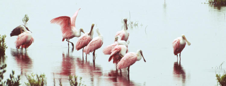 flock of roseate spoonbills Platalea ajaja in Merritt Island NWR, Florida