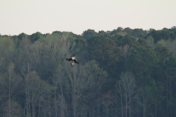 bald eagle Haliaeetus leucocephalus diving after airborne fish