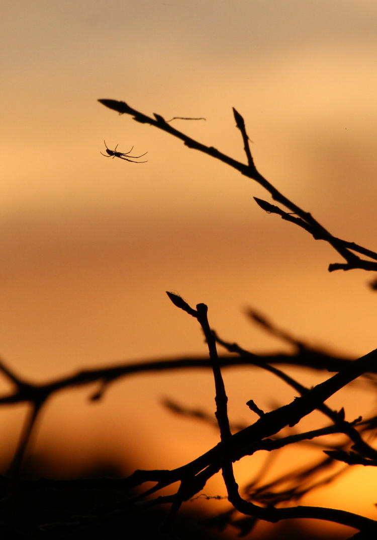 unidentified spider silhouetted against sunset color