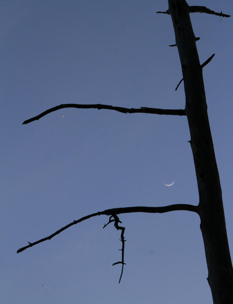 waxing crescent moon alongside woodpeckers' nest tree